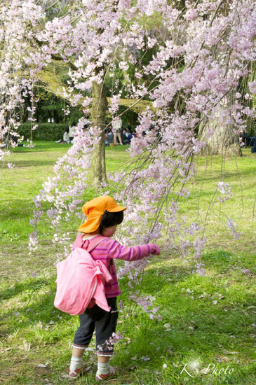 桜と女の子.jpg