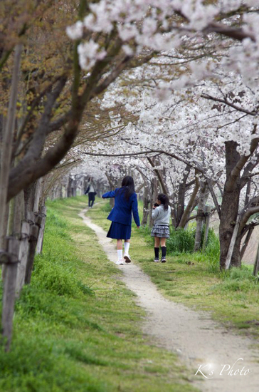 桜と姉妹.jpg