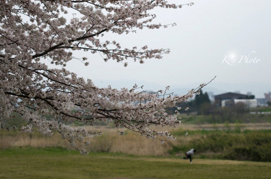 桜と投手.jpg