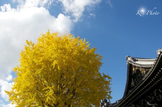西本願寺１のコピー.jpg