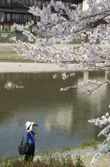 鴨川の桜を撮る.jpg